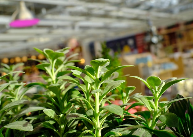 Indoor plant in a flower pot for sale in the garden shop.