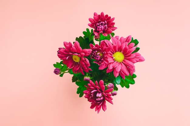 Indoor plant a flowering bush of red chrysanthemums on a pink background