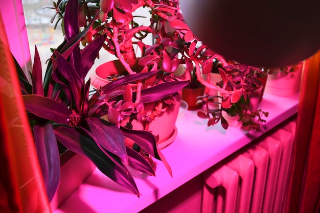 Indoor plant growing and pink LED lighting of phyto plants on an indoor windowsill. LED grow light