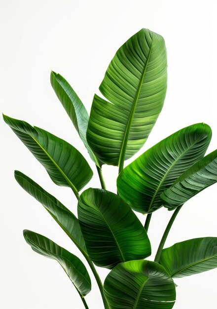 Indoor plant nature and leaves of foliage decoration or branches on white background wild banana