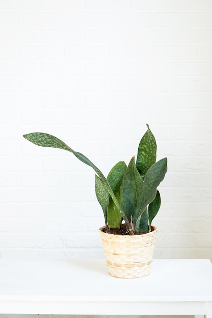 Indoor plant Sansevieria Masoniana after transplanting into a new soil and pot Hobbies growing and caring for home plants The interior of the green house