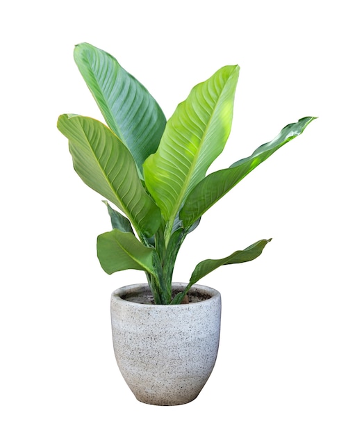 Indoor plants in pot isolated on white background.