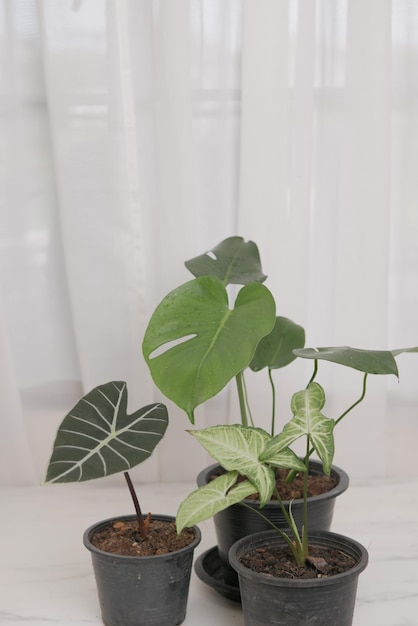 Indoor plants in pots