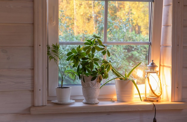 Indoor plants on wooden windowsill Golden autumn landscape in white window Home and garden fall concept