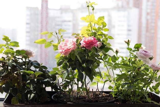 Indoor roses in the home garden, roses in pots