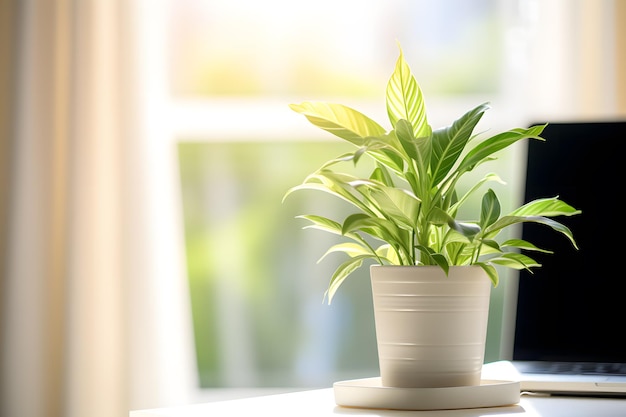 Indoor Tranquility Peace Lily Plant on the Windowsill