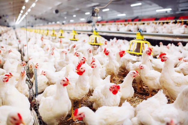 Indoors chicken farm, chicken feeding