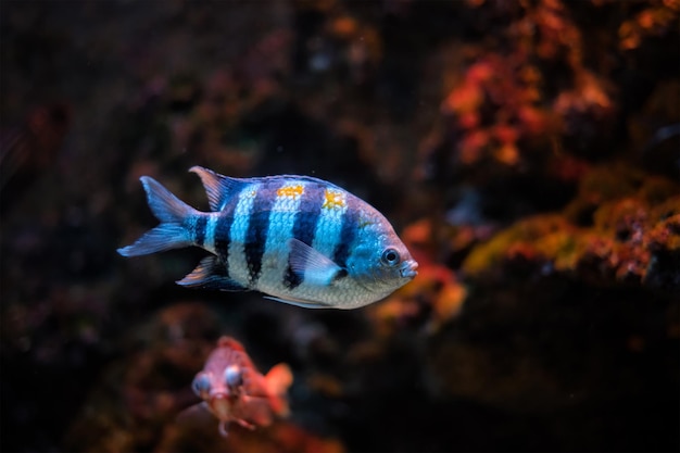 IndoPacific sergeant Abudefduf vaigiensis fish