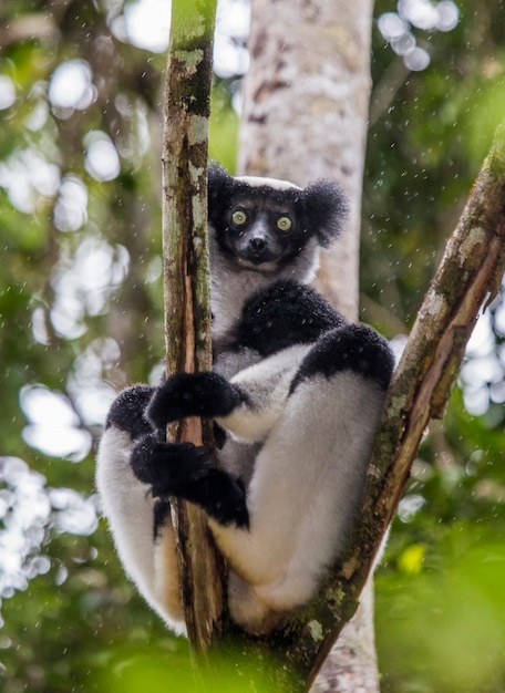 Indri is sitting on a tree in the rain. Madagascar. Mantadia National Park.