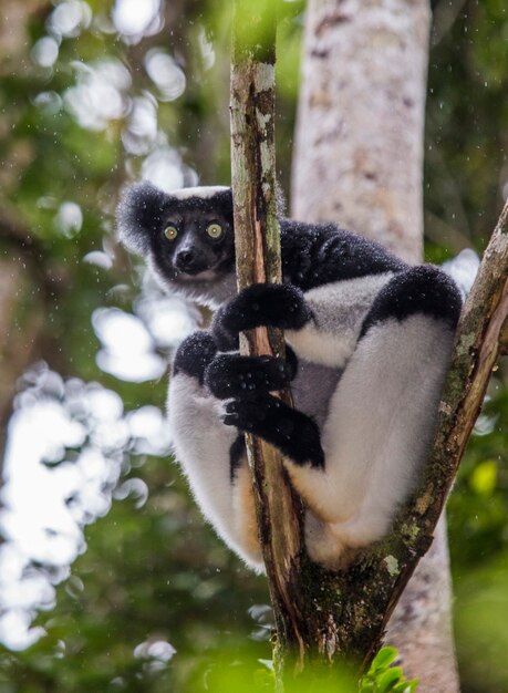 Indri is sitting on a tree in the rain. Madagascar. Mantadia National Park.