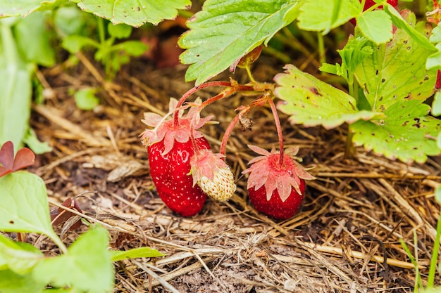 Industrial cultivation of strawberries plant bush with ripe red fruits strawberry in summer garden b...