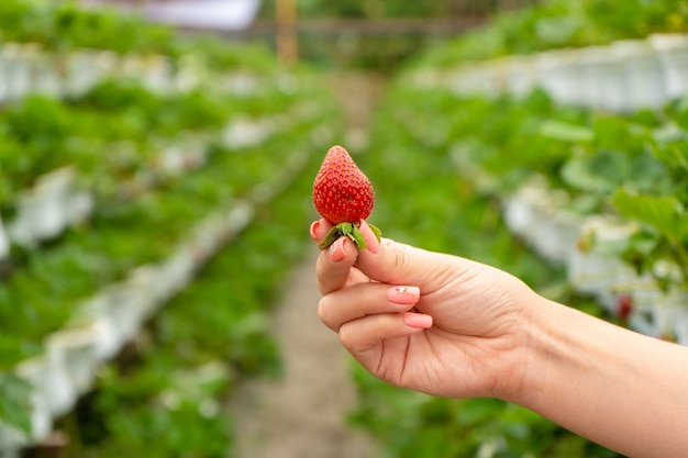 Industrial farm for growing strawberries. Ripe red fruit in hand against the background of the beds in the greenhouse.