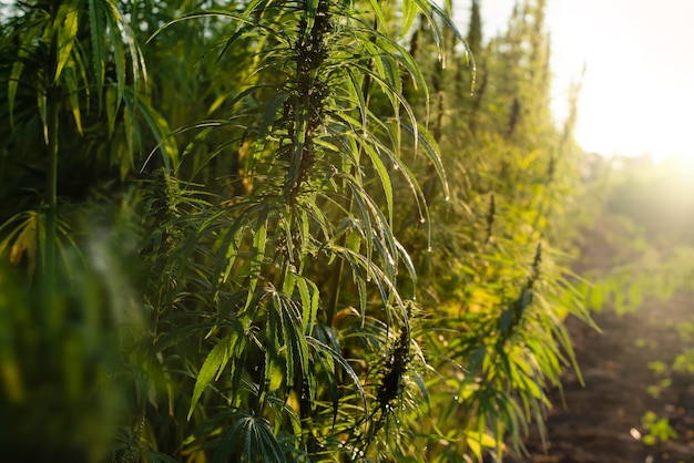 Industrial Hemp stalks on blue sky background