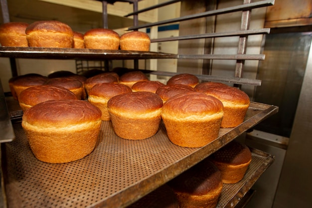 Industrial production of bread Lots of baked goods on pallets Freshly baked bun Bakery