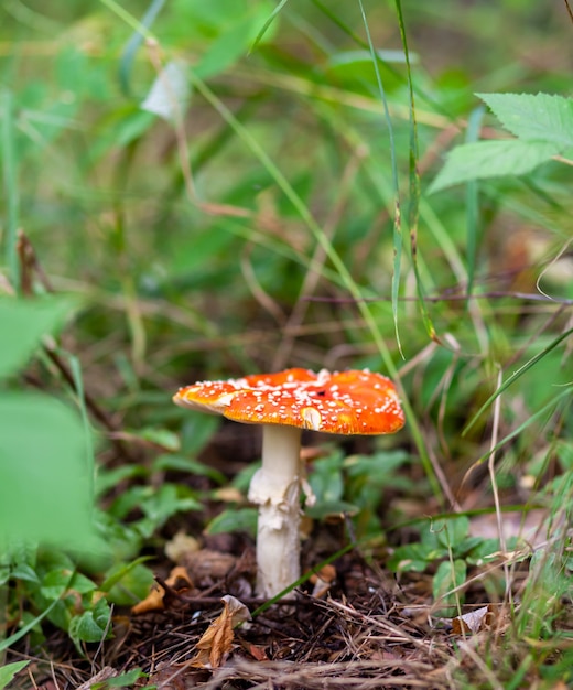 An inedible mushroom is a red fly agaric near a tree. Forest poisonous mushroom red fly agaric. Beautiful forest background with a red mushroom close-up.