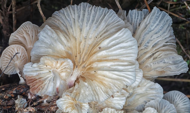 the inedible wild mushrooms sprouting from the decaying trunk