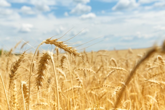 Infected ripe rye ears on a farm field