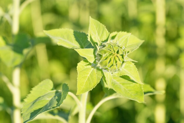 Inflorescence of sunflower. Unopened  bud of sunflower. Green sunflower. Growing plant.