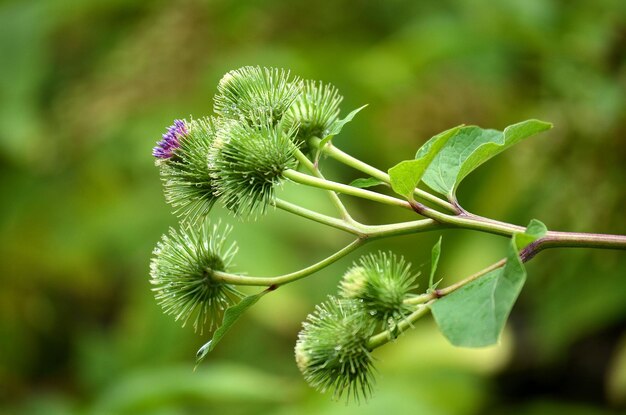 Photo the inflorescence of the weed burdock thistles close up after the rain