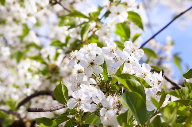 Inflorescence of white cherry blossoms in spring