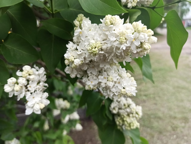 Inflorescence of white lilac closeup Lilac blossom lilac branch