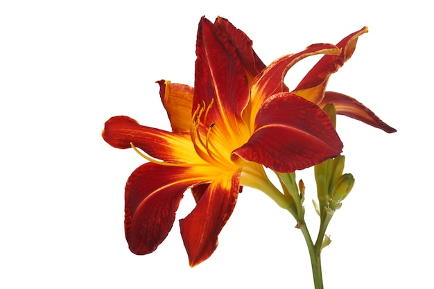 Inflorescence with buds of multi-colored bright flowers of daylily