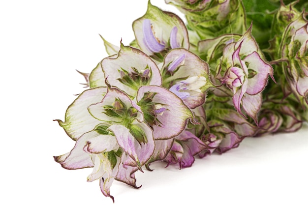 Inflorescences clary sage lat Salvia sclarea isolated on white background