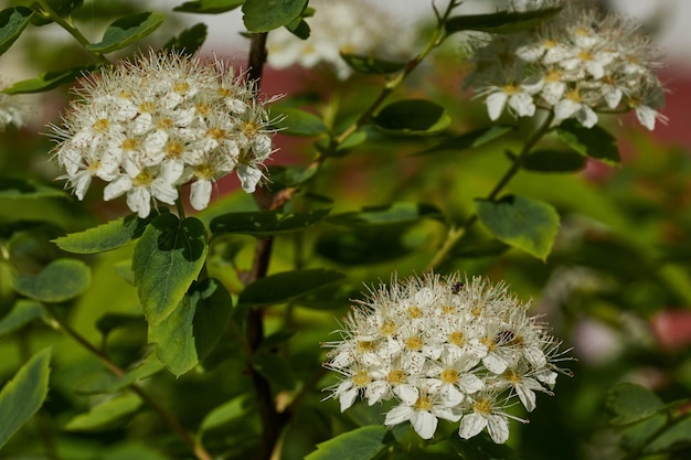 Inflorescences on a spirea bush