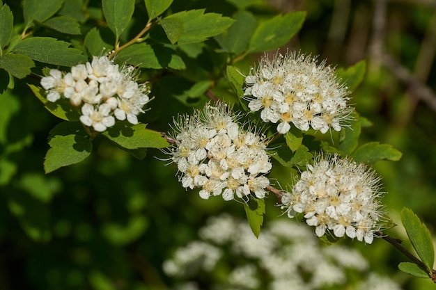 Inflorescences on a spirea bush