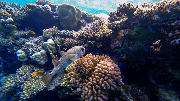 The inhabitants of the red sea are a dangerous puffer fish that currently wants to hide near corals