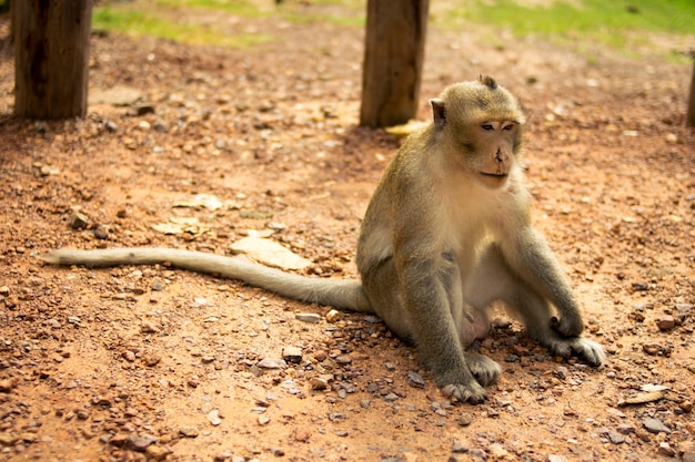 injured monkey face 