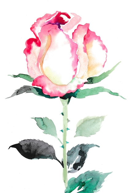 Ink and watercolor drawing of a rose flower