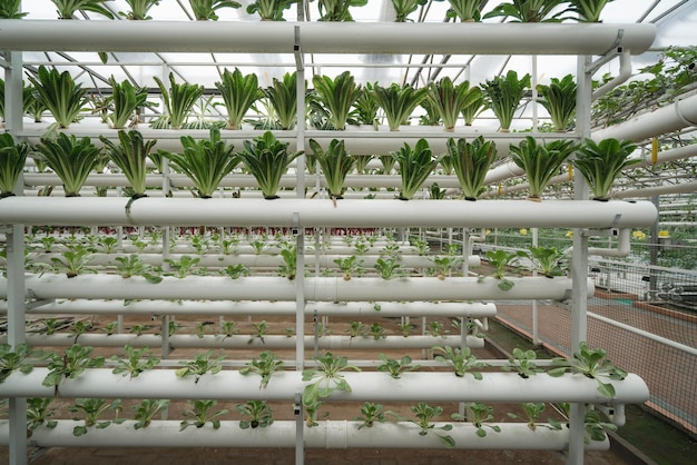 Photo innovative hydroponic vertical garden showcasing lush green lettuce