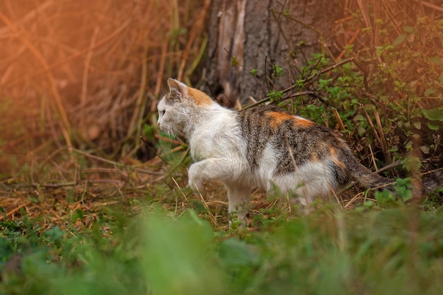 Inquisitive cat sitting in a pile of leaves in autumn Furry cat lying on the leaves in autumn