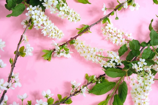 Inscription blooming on a pink with a flowering branch