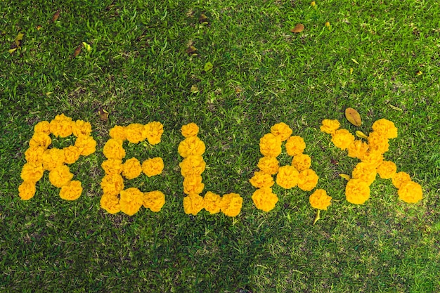 Inscription relaxing on the grass with yellow flowers