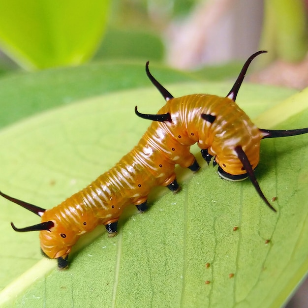 Insect caterpillar on the leaves