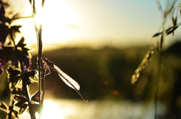 Insect dragonfly on a plant sitting against the sun