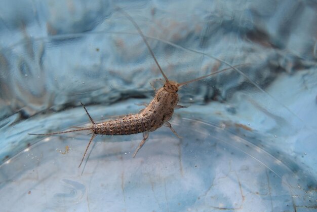 Photo insect feeding on paper silverfish