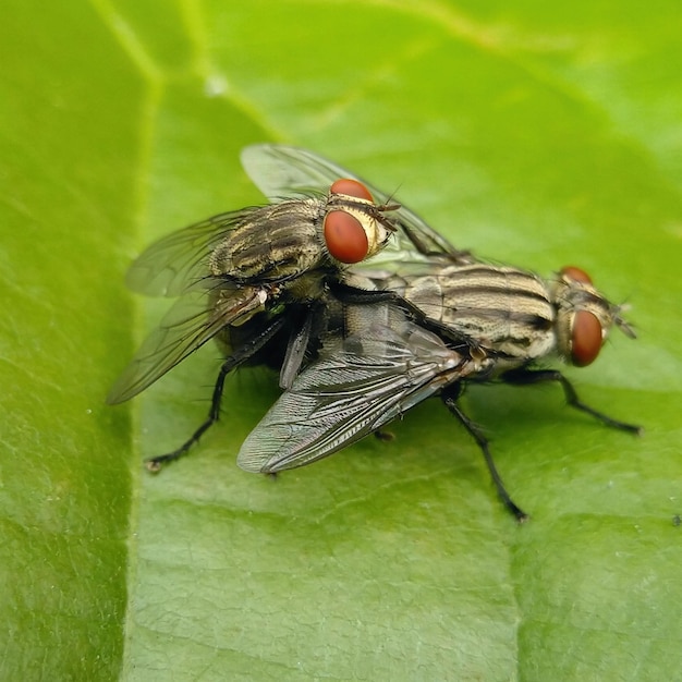 Insect flies mating on the leaves