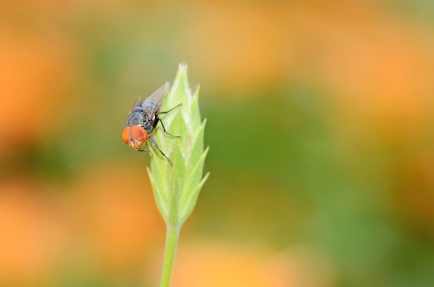 Insect fly