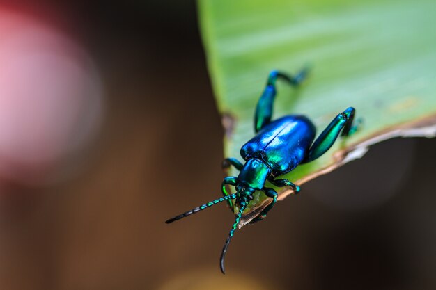  insect on green leaf 