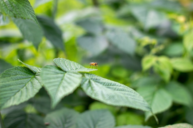 Insect on green raspberry leaf in the garden