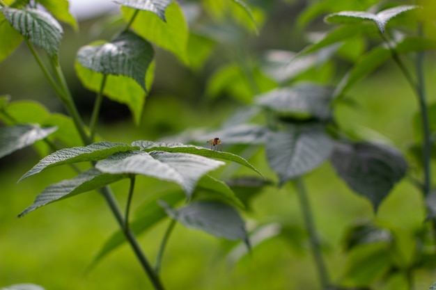 Insect on green raspberry leaf in the garden