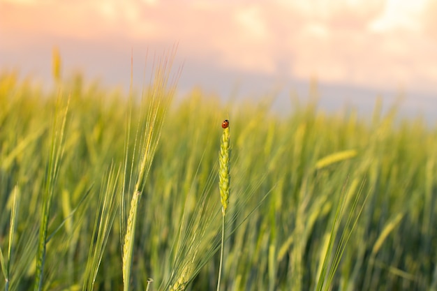 An insect a ladybug on an ear of rye or wheat. Ears Wheat or Rye close up. Wonderful Rural Scenery. Label art design. Idea of Rich Harvest. Macro 5