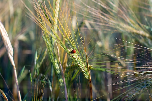 An insect a ladybug on an ear of rye or wheat.