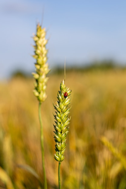 An insect a ladybug on an ear of rye or wheat.