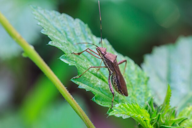 insect in nature background