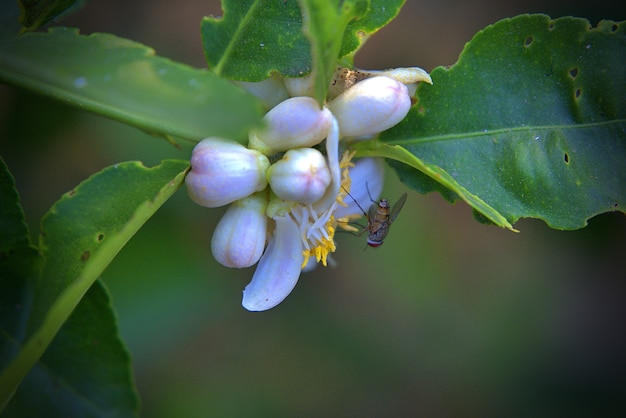 A insect on an orange tree flower. White flowers on the brunch of the tree against green leaves. Macro