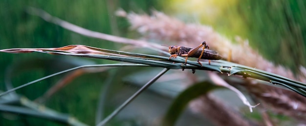 Insect pest macro Locust in full growth sits on a leaf